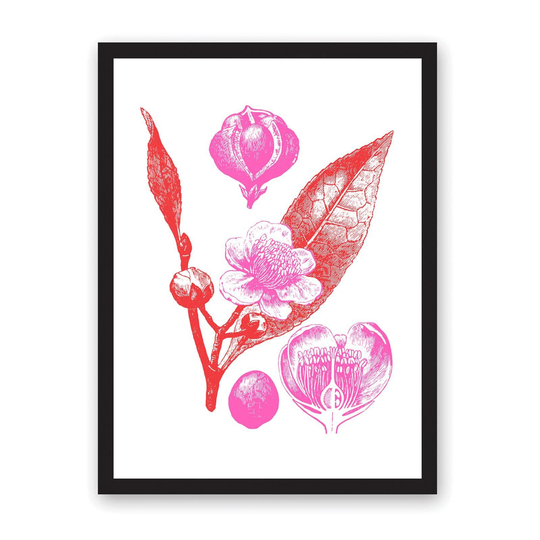 A3 Botanical Illustration Riso Print