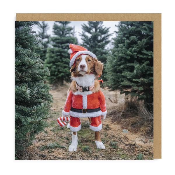 Maple Santa Square Christmas Card