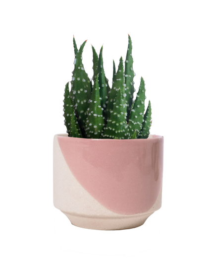 Pink Java Plant Pot