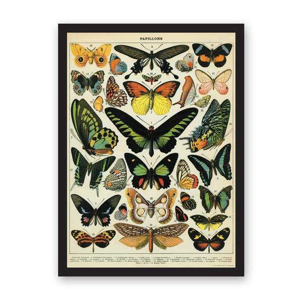 Butterflies Art Print Large