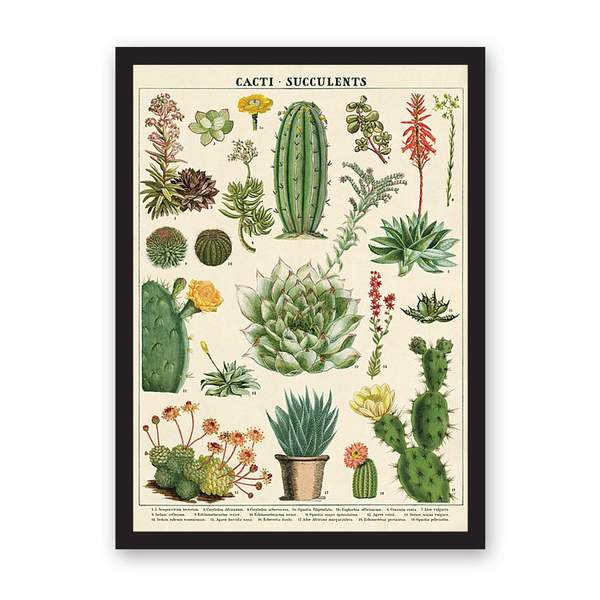 Cacti & Succulents Art Print Large