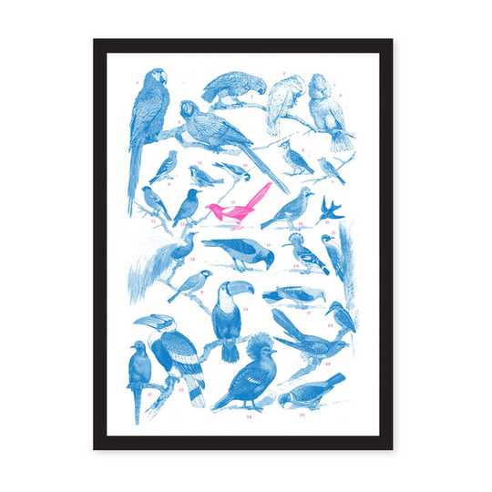 A3 Collection of Birds Riso Print