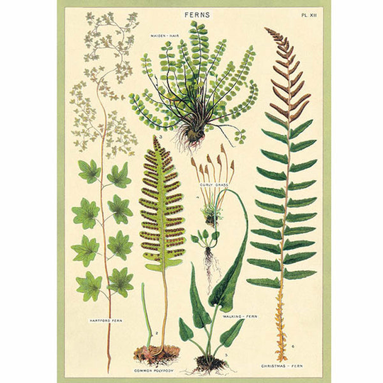Fern Art Print